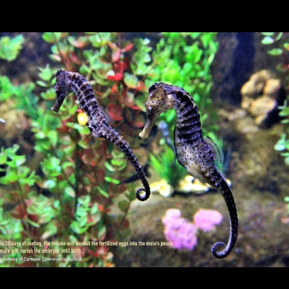 The Crafty Hobbit 2026 seahorses